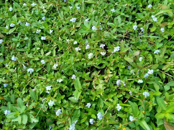 Bacopa Monnieri Communément Appelé Hysope Eau Brahmi Gratiole Feuilles Thym — Photo