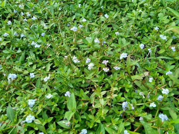 具有自然背景的草本植物 俗称水草 婆罗门草 百里香叶草 优雅草本植物 印度茴香属植物 — 图库照片