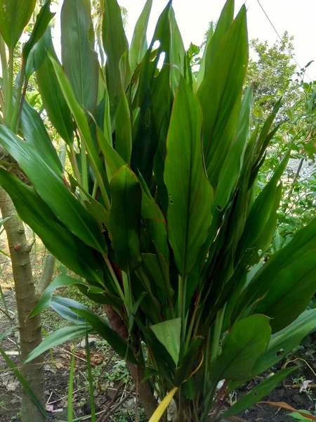天然の背景を持つコーディライン フルチコサ 一般的にはTi Plant Palm Lily キャベツヤシ 幸運植物と呼ばれる — ストック写真
