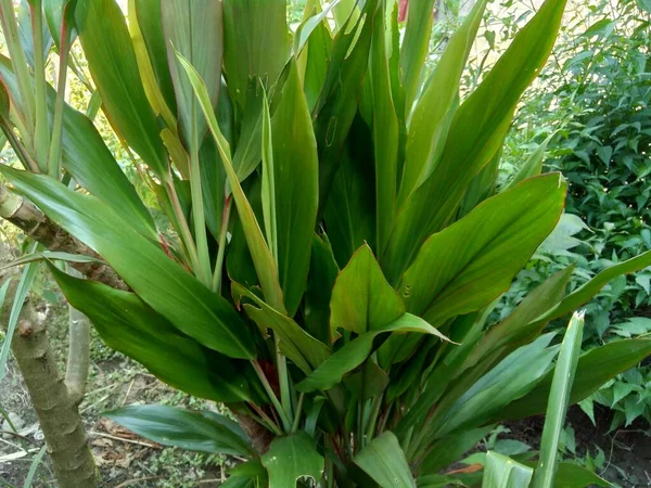 Cordyline Fruticosa Comúnmente Llamada Planta Lirio Palma Palmera Col Planta — Foto de Stock