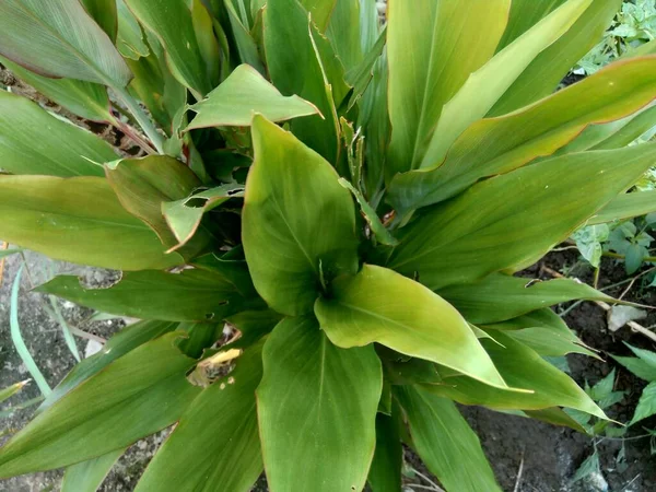 Cordyline Fruticosa Yaygın Olarak Tiplant Palmiye Zambağı Lahana Palmiyesi Iyi — Stok fotoğraf