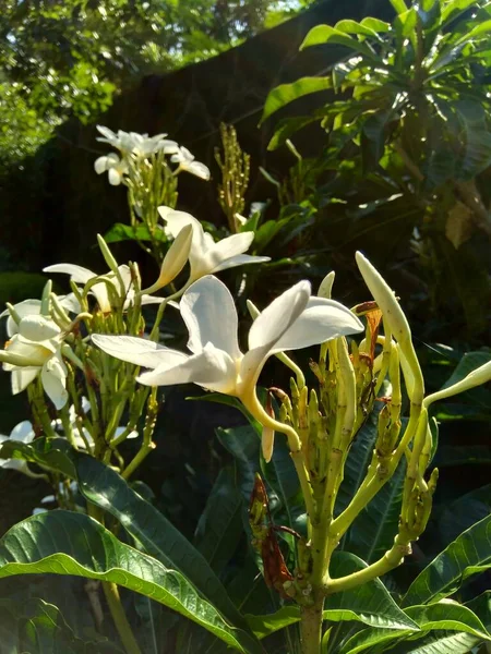 Közelkép Fehér Plumeria Természetes Háttér — Stock Fotó