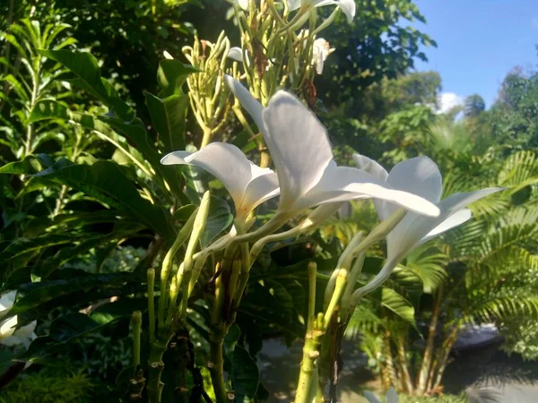 Κοντινό Πλάνο Λευκό Plumeria Φυσικό Υπόβαθρο — Φωτογραφία Αρχείου