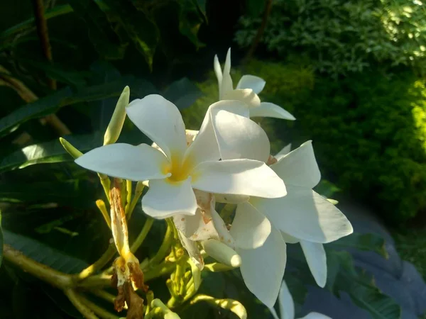 Primer Plano Plumeria Blanca Con Fondo Natural — Foto de Stock