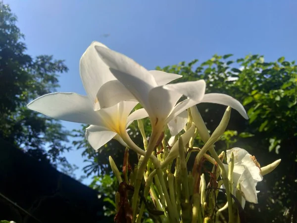 Κοντινό Πλάνο Λευκό Plumeria Φυσικό Υπόβαθρο — Φωτογραφία Αρχείου