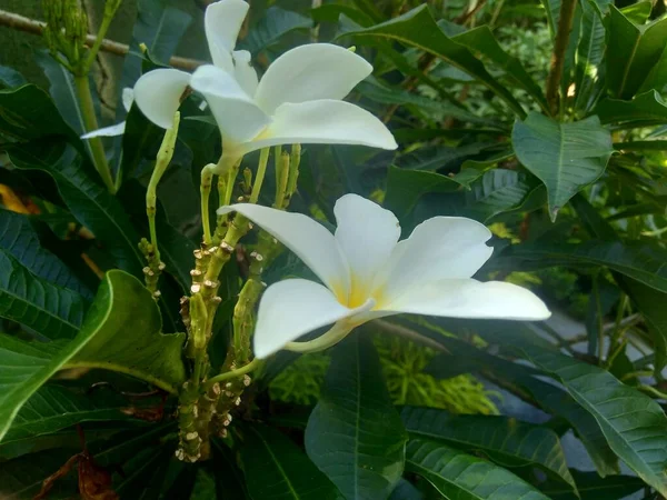 Primer Plano Plumeria Blanca Con Fondo Natural —  Fotos de Stock