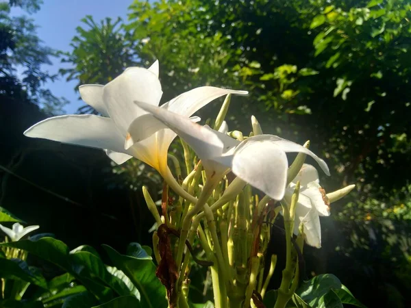 Primer Plano Plumeria Blanca Con Fondo Natural —  Fotos de Stock