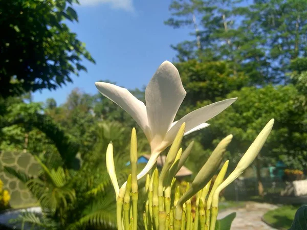 Close White Plumeria Natural Background — Stock Photo, Image