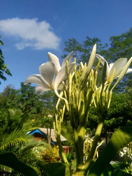 Close Branco Plumeria Com Fundo Natural — Fotografia de Stock