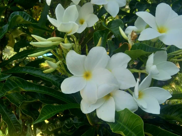 Közelkép Fehér Plumeria Természetes Háttér — Stock Fotó