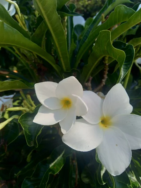 有自然背景的近缘白色水仙花 — 图库照片