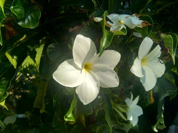 有自然背景的近缘白色水仙花 — 图库照片