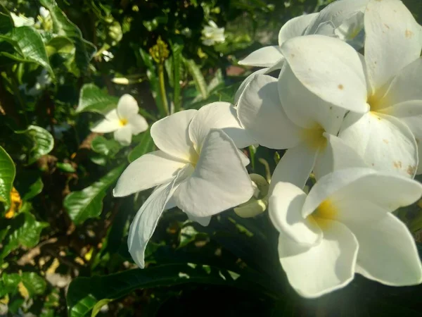 Close Bílá Plumeria Přirozeným Pozadím — Stock fotografie