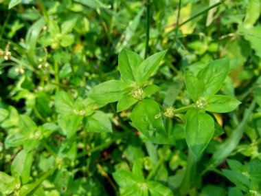 Doğal arka planı olan yeşil spermacoce sürgünlerini (borreria) kapatın. Bu bitki yabani otlar. Çiçekler aksiller kümelerden oluşmuş bembeyaz ve soluk mordur..