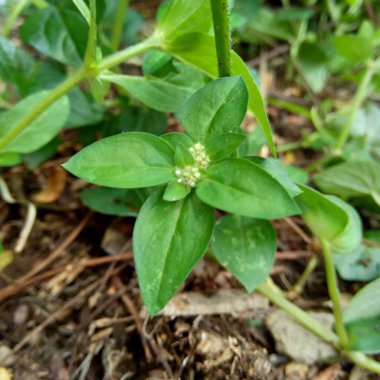 Doğal arka planı olan yeşil spermacoce sürgünlerini (borreria) kapatın. Bu bitki yabani otlar. Çiçekler aksiller kümelerden oluşmuş bembeyaz ve soluk mordur..