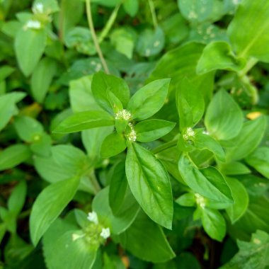 Doğal arka planı olan yeşil spermacoce sürgünlerini (borreria) kapatın. Bu bitki yabani otlar. Çiçekler aksiller kümelerden oluşmuş bembeyaz ve soluk mordur..