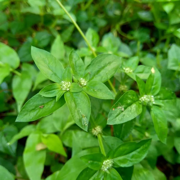 Acercarse Verde Spermacoce Exilis Borrería Naturaleza Con Fondo Natural Esta — Foto de Stock