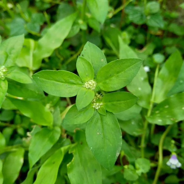 Acercarse Verde Spermacoce Exilis Borrería Naturaleza Con Fondo Natural Esta —  Fotos de Stock