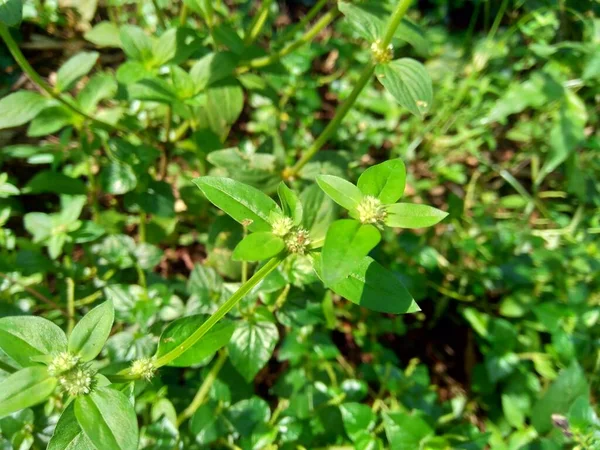 自然の中で自然の背景と緑の精子の亡命 境界線 を閉じます この植物は雑草です 花は白薄紫色で 葉腋に群生します — ストック写真