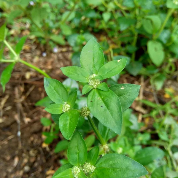Zamknij Zielone Spermacoce Exilis Borreria Przyrodzie Naturalnym Tle Roślina Chwasty — Zdjęcie stockowe