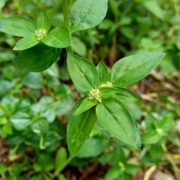 Закройте Зеленый Спермакоце Exilis Borreria Природе Естественным Фоном Растение Сорняки — стоковое фото