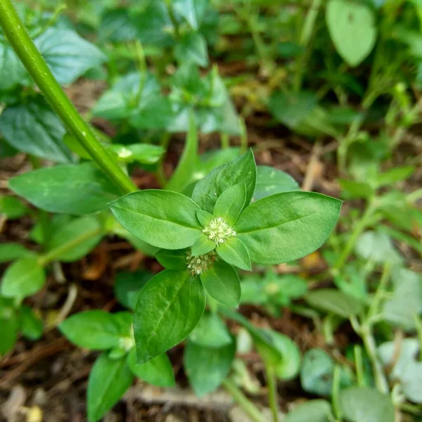 Acercarse Verde Spermacoce Exilis Borrería Naturaleza Con Fondo Natural Esta —  Fotos de Stock