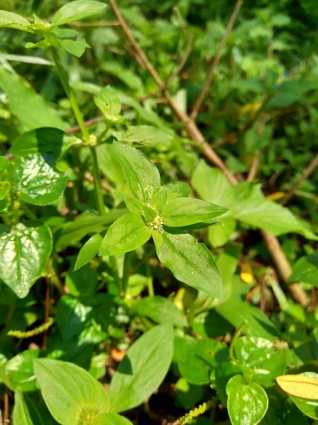 Acercarse Verde Spermacoce Exilis Borrería Naturaleza Con Fondo Natural Esta —  Fotos de Stock