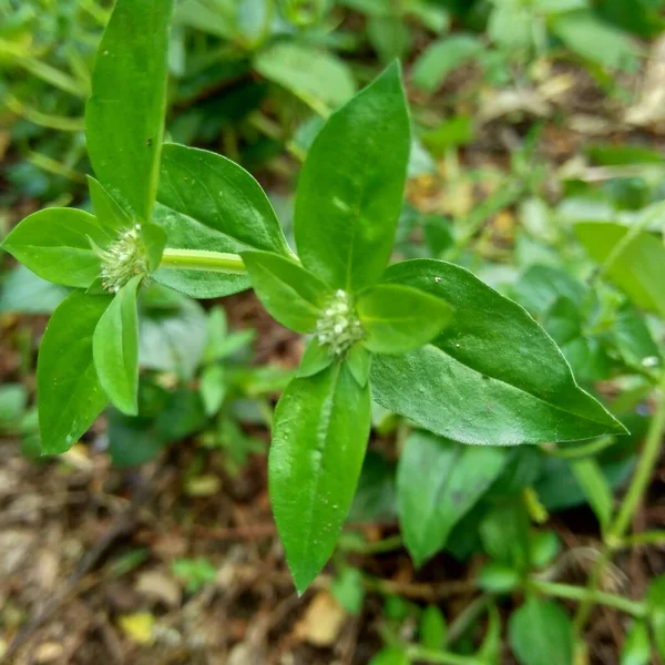 Close Spermacoce Exilis Verde Borreria Natureza Com Fundo Natural Esta — Fotografia de Stock