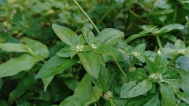 Doğal arka planı olan yeşil spermacoce sürgünlerini (borreria) kapatın. Bu bitki yabani otlar. Çiçekler aksiller kümelerden oluşmuş bembeyaz ve soluk mordur..
