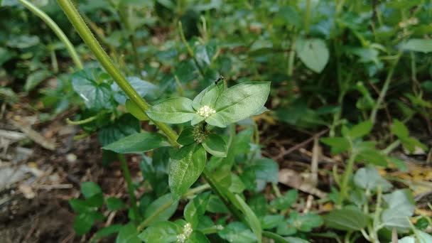 Zamknij Zielone Spermacoce Exilis Borreria Przyrodzie Naturalnym Tle Roślina Chwasty — Wideo stockowe