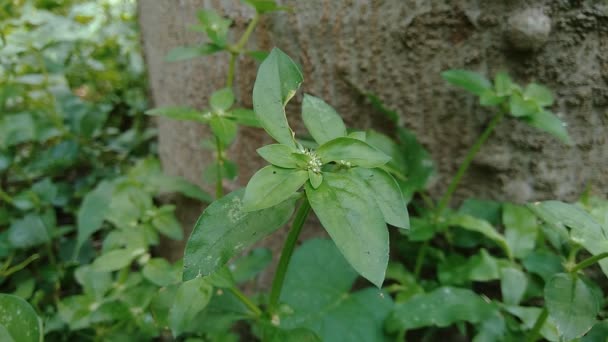 自然の中で自然の背景と緑の精子の亡命 境界線 を閉じます この植物は雑草です 花は白薄紫色で 葉腋に群生します — ストック動画