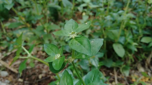 Закройте Зеленый Спермакоце Exilis Borreria Природе Естественным Фоном Растение Сорняки — стоковое видео