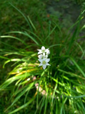 Doğal arkaplanı olan Allium tuberosum (sarımsak soğanı, doğulu sarımsak, Asya soğanı, Çin soğanı, pırasa, kecai, kucai). Allium tuberosum uzun ömürlü bir rizomatöz bitkidir..