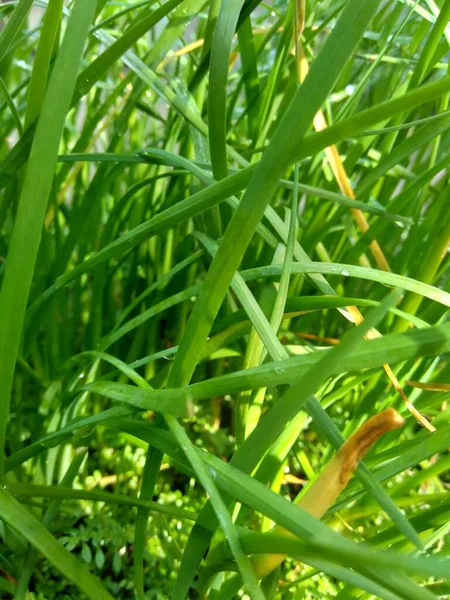 Allium Tuberosum Garlic Chives Oriental Garlic Asian Chives Chinese Chives — Stock Photo, Image