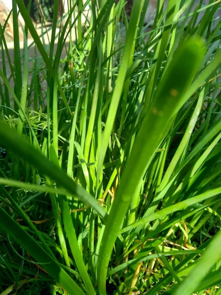 Allium Tuberosum Szczypiorek Czosnku Czosnek Orientalny Szczypiorek Azjatycki Szczypiorek Chiński — Zdjęcie stockowe