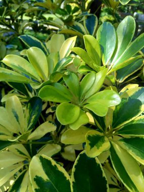 Doğal geçmişi olan Schefflera Arboricola (wali songo). Bu bitkinin yaygın adı cüce şemsiye ağacı, şemsiye ağacının daha küçük bir versiyonu olan Schefflera aktinophylla 'dır..