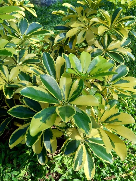 Schefflera Arboricola Wali Songo Con Sfondo Naturale Questa Pianta Nome — Foto Stock