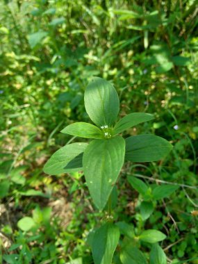 Doğal arka plana sahip yeşil Jussiaea linifolia (Fissendocarpa linifolia, Ludwigia linifolia, Ludwigia hyssopifolia) 'yı kapat.