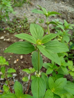Doğal arka plana sahip yeşil Jussiaea linifolia (Fissendocarpa linifolia, Ludwigia linifolia, Ludwigia hyssopifolia) 'yı kapat.
