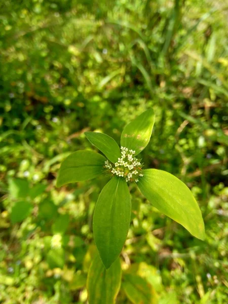 Close Green Jussiaea Linifolia Fissendocarpa Linifolia Ludwigia Linifolia Ludwigia Hyssopifolia — Stock Photo, Image