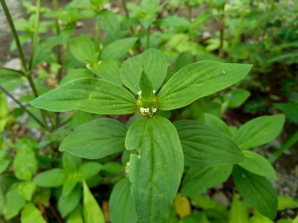 Doğal Arka Plana Sahip Yeşil Jussiaea Linifolia Fissendocarpa Linifolia Ludwigia — Stok fotoğraf