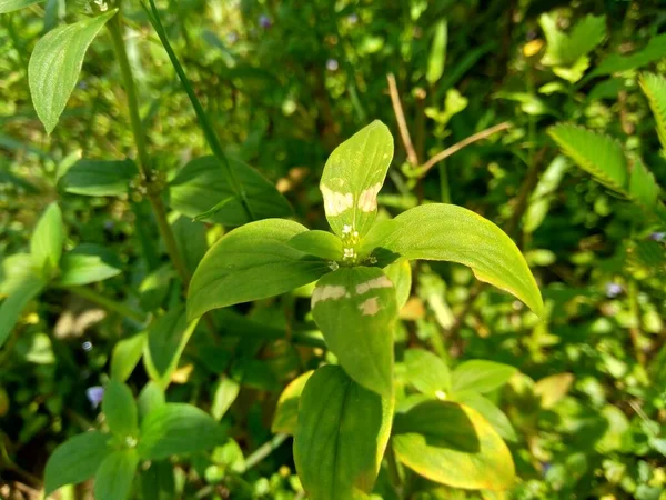 Fechar Verde Jussiaea Linifolia Fissendocarpa Linifolia Ludwigia Linifolia Ludwigia Hyssopifolia — Fotografia de Stock