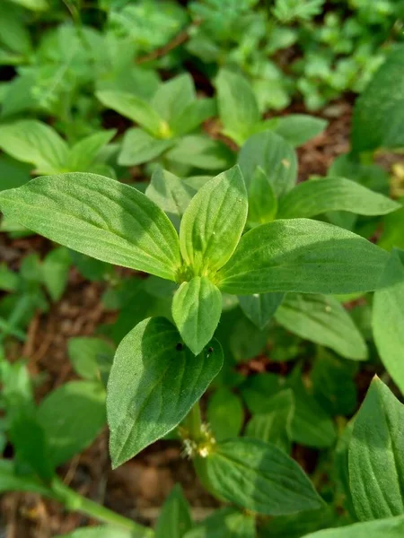 Close Green Jussiaea Linifolia Fissendocarpa Linifolia Ludwigia Linifolia Ludwigia Hyssopifolia — Stock Photo, Image