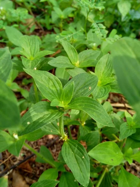 Крупный План Зеленый Jussiaea Linifolia Fissendocarpa Linifolia Ludwigia Linifolia Ludwigia — стоковое фото