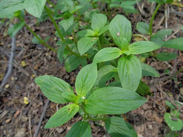 Zamknij Zielone Jussiaea Linifolia Fissendocarpa Linifolia Ludwigia Linifolia Ludwigia Hyssopifolia — Zdjęcie stockowe