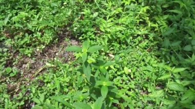 Doğal arka plana sahip yeşil spermacoce (Borreria assurgens, Spermacoce uzaktan kumandası, Spermacoce kadın hakları savunucularını) kapatın.