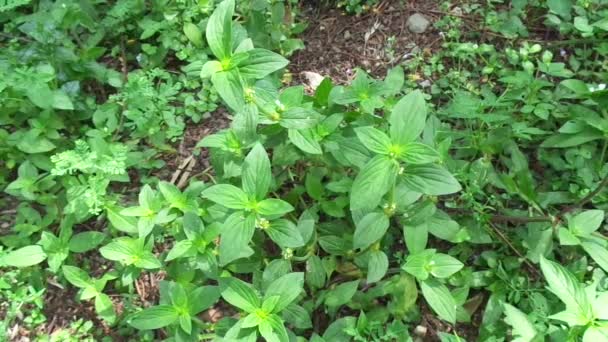 緑の精子のアスジェルゲンを閉じます Borraseria Asurgens Spermacce Remota Spermacce Sufrutescens 自然な背景を持ちます — ストック動画