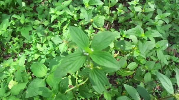 Close Verde Jussiaea Linifolia Fissendocarpa Linifolia Ludwigia Linifolia Ludwigia Hyssopifolia — Video Stock