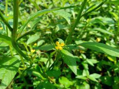 Doğal arka plana sahip yeşil Jussiaea linifolia (Fissendocarpa linifolia, Ludwigia linifolia, Ludwigia hyssopifolia) 'yı kapat.