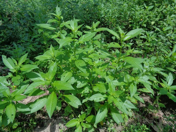 Gros Plan Vert Jussiaea Linifolia Fissendocarpa Linifolia Ludwigia Linifolia Ludwigia — Photo